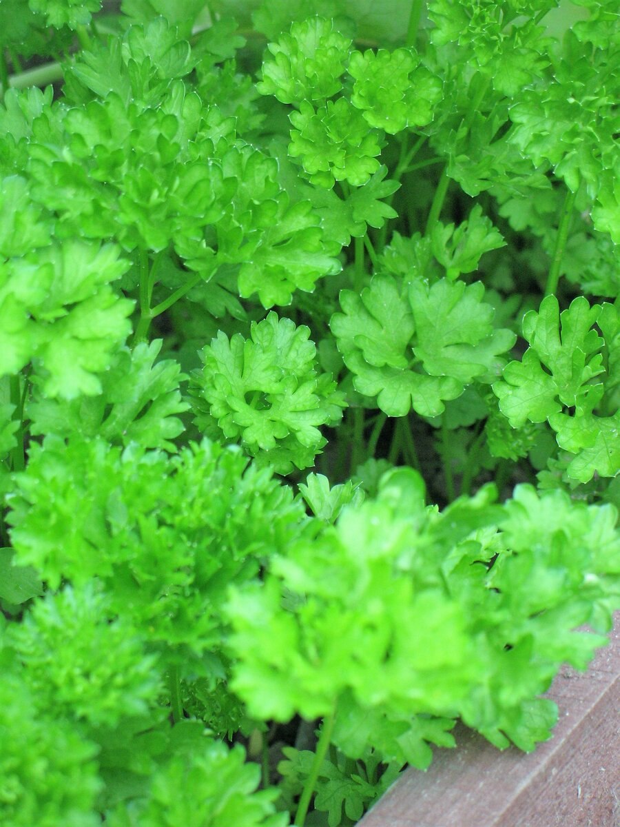 Петрушка кудрявая многолетняя