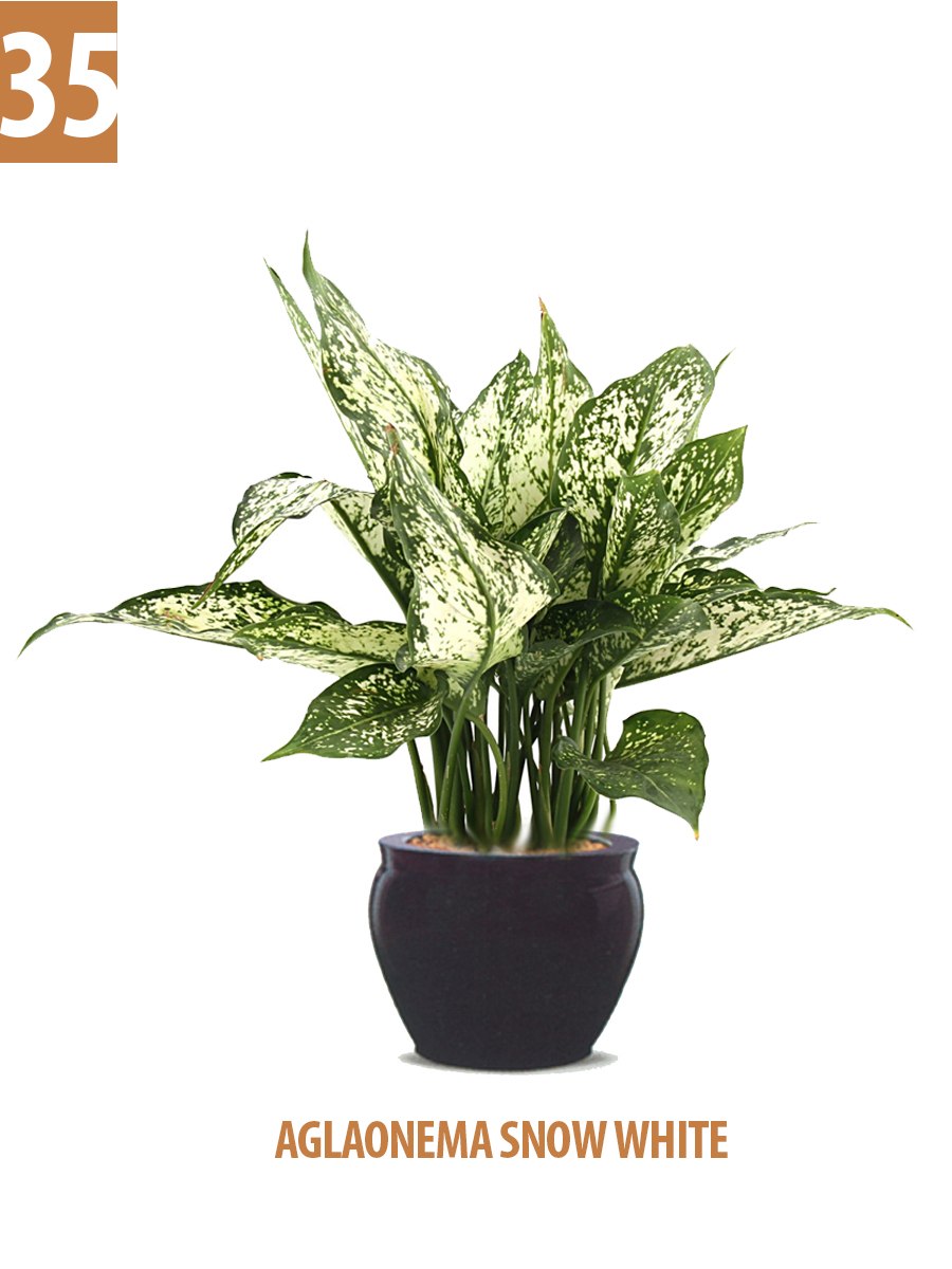 Аглаонема юбилей компакта