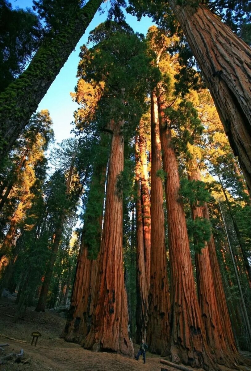 Национальный парк Секвойя