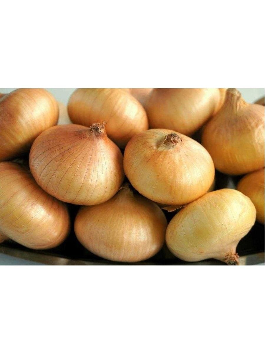 Лук репчатый золотистый Семко