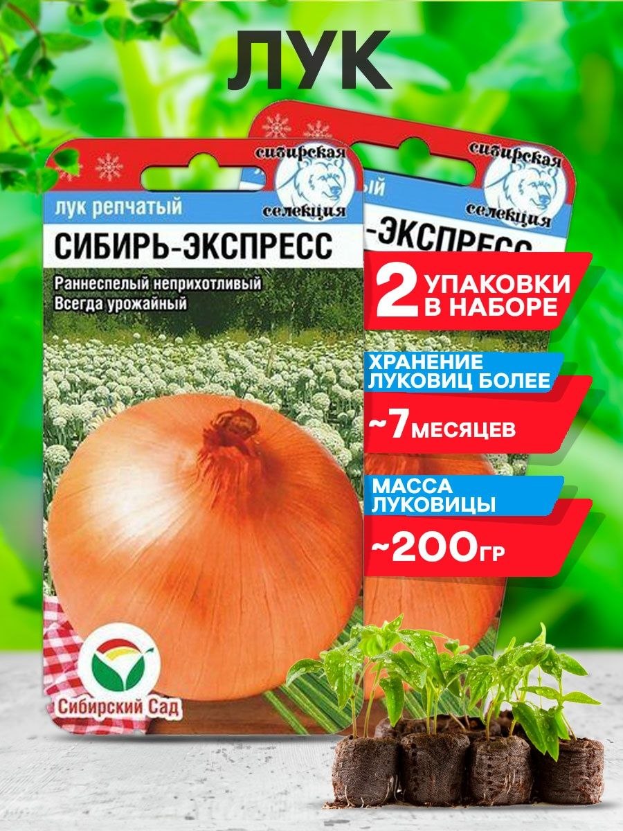 Лук севок золотистый Семко