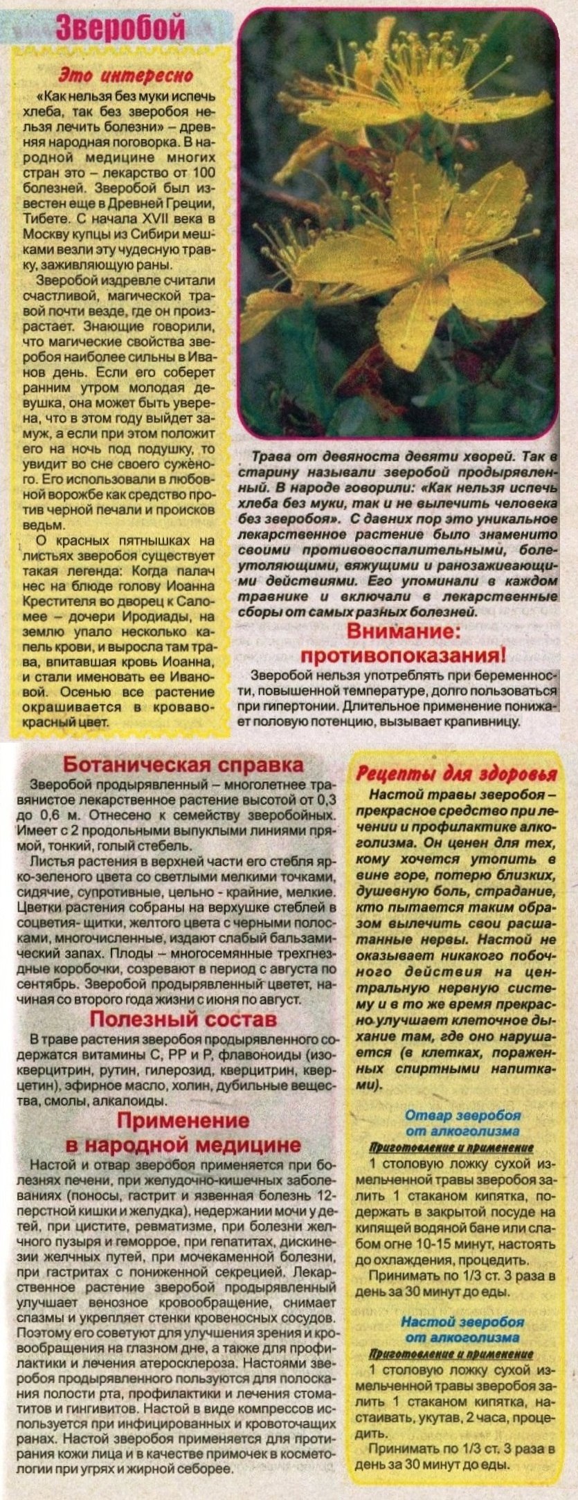 Белый зверобой трава