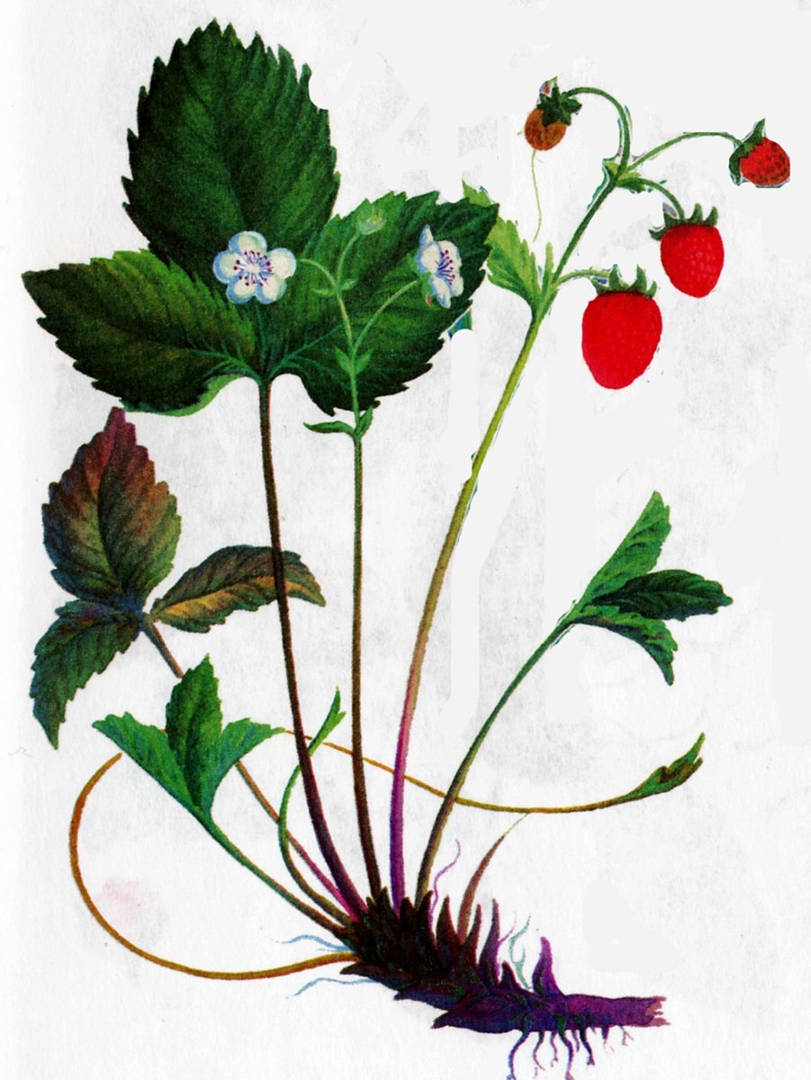 Земляника Лесная Фармакогнозия