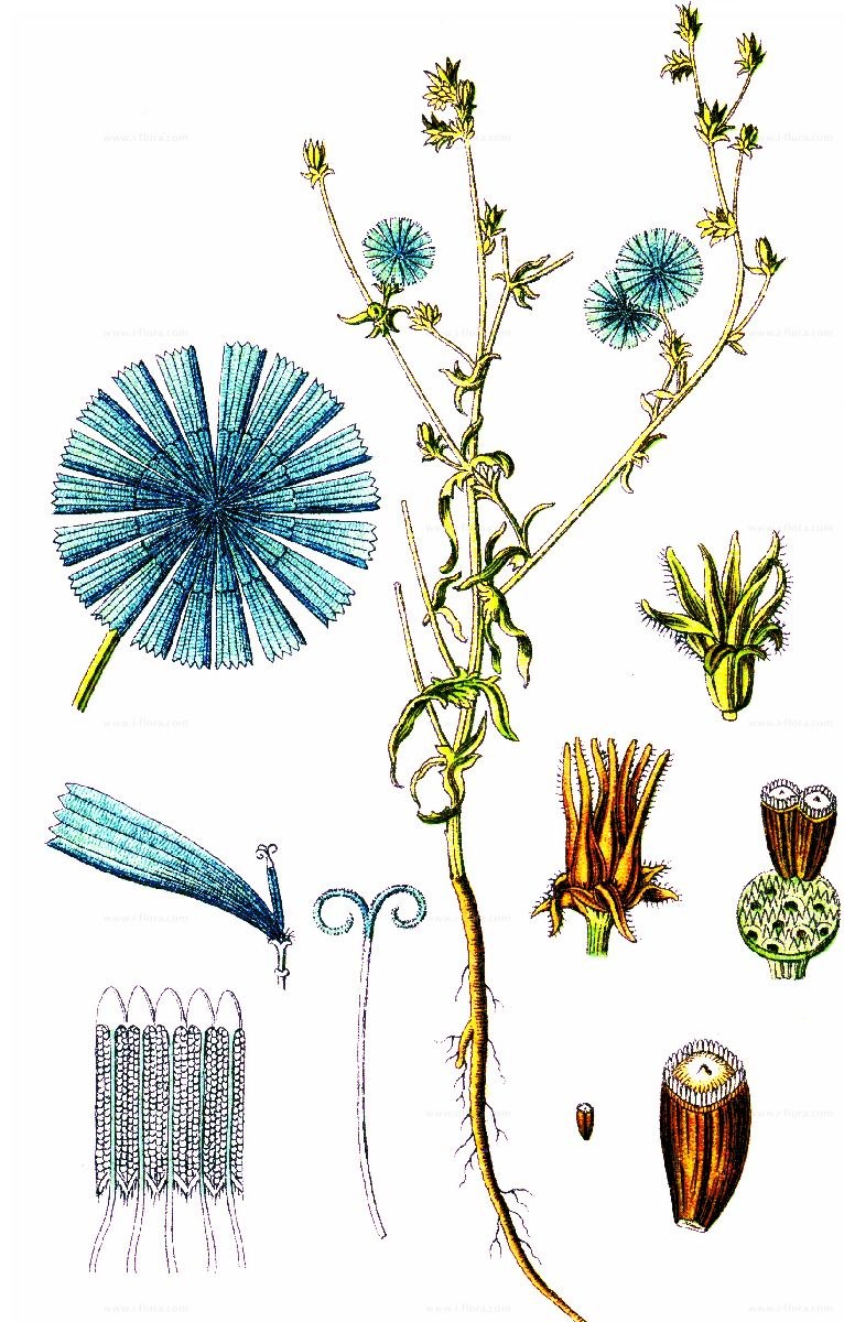 Корневая система ромашки