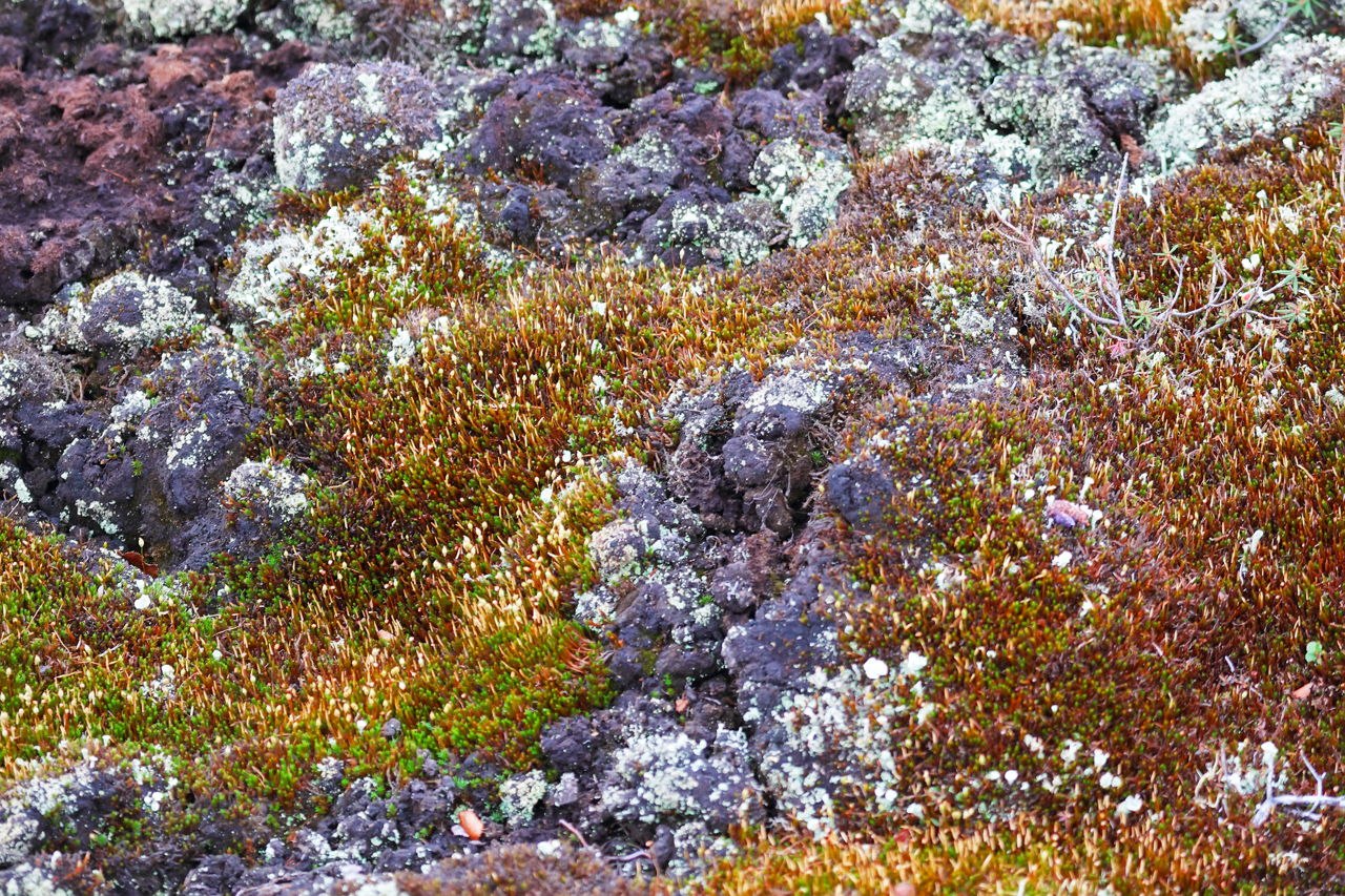 Растения на территории тундры. Мохово-лишайниковая тундра. Арктическая Мохово-лишайниковая тундра. Тундра Мохово-лишайниковая растительность. Камнеломка жёстколистная.