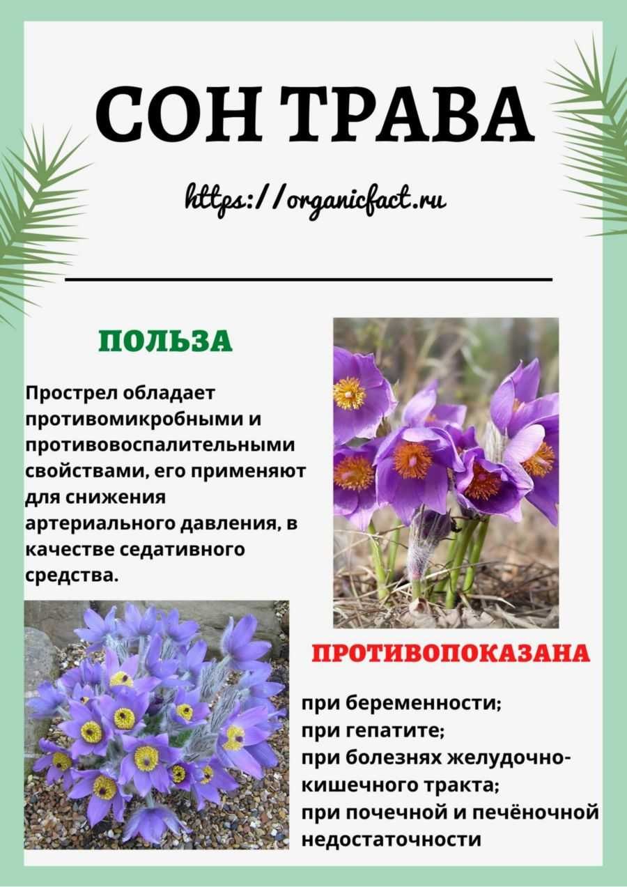 Клевер лекарственное растение