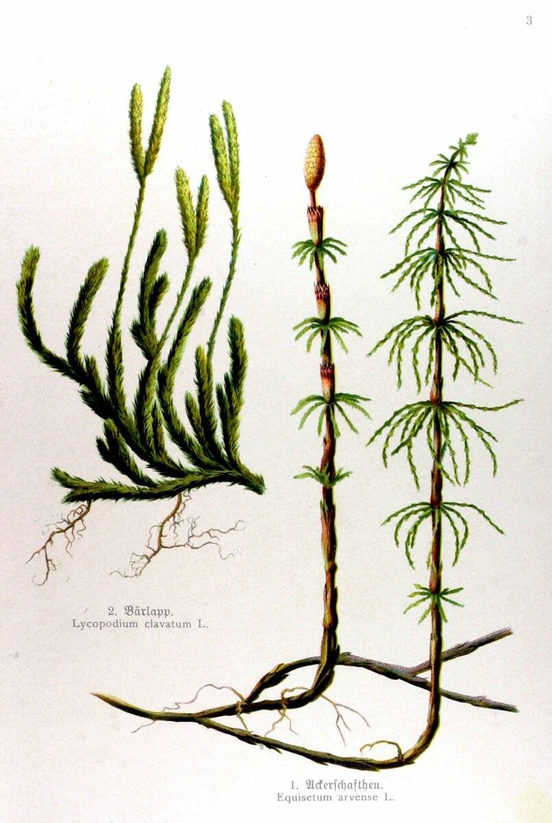 Хвощ имеет корни