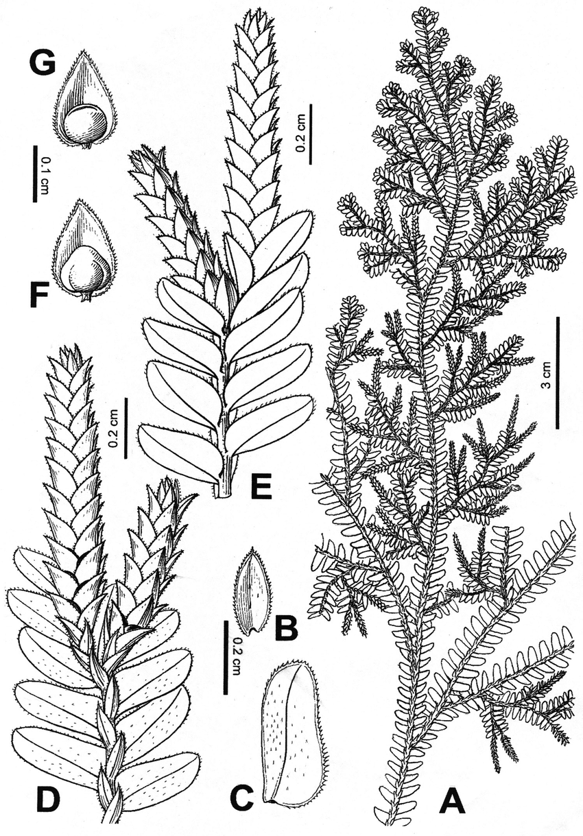 Селагинелла спороносный колосок
