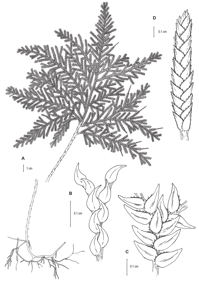 Селагинелла Краусса