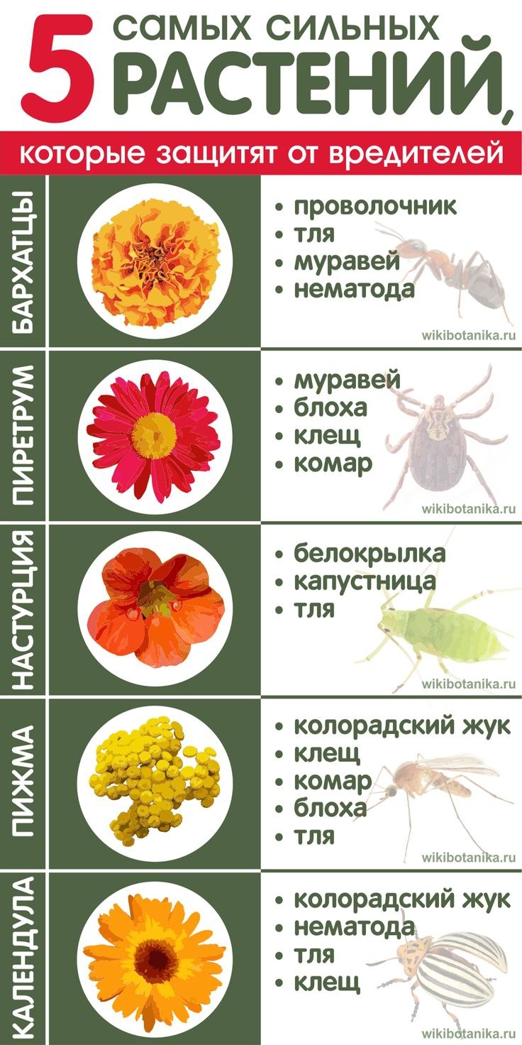 Пеларгония Pelargonium 'citrosum'