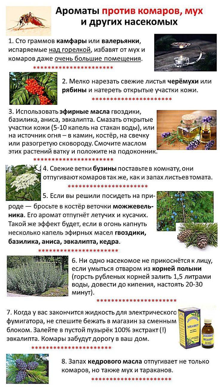 Растения отпугивающие комаров на участке