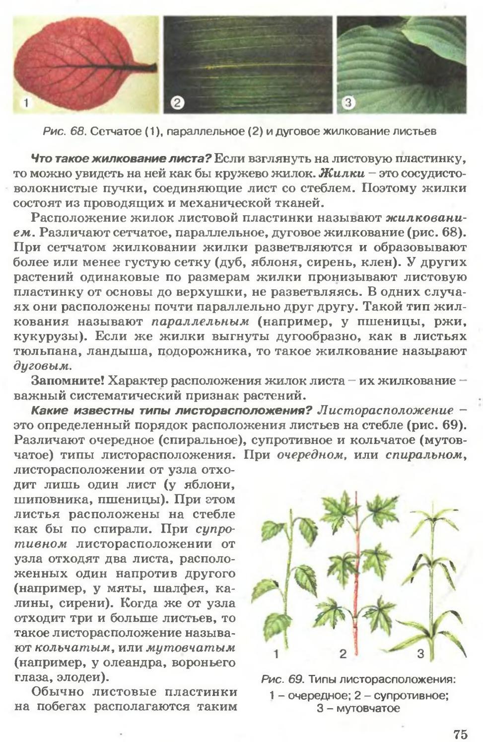 Тип жилкования параллельное. Параллельное или дуговое жилкование листьев. Жилка у растений. Жилкование листа шиповника. Тип жилкования листа шиповника.