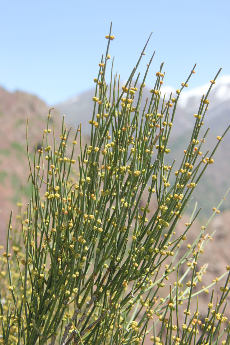 Эфедра хвощевая