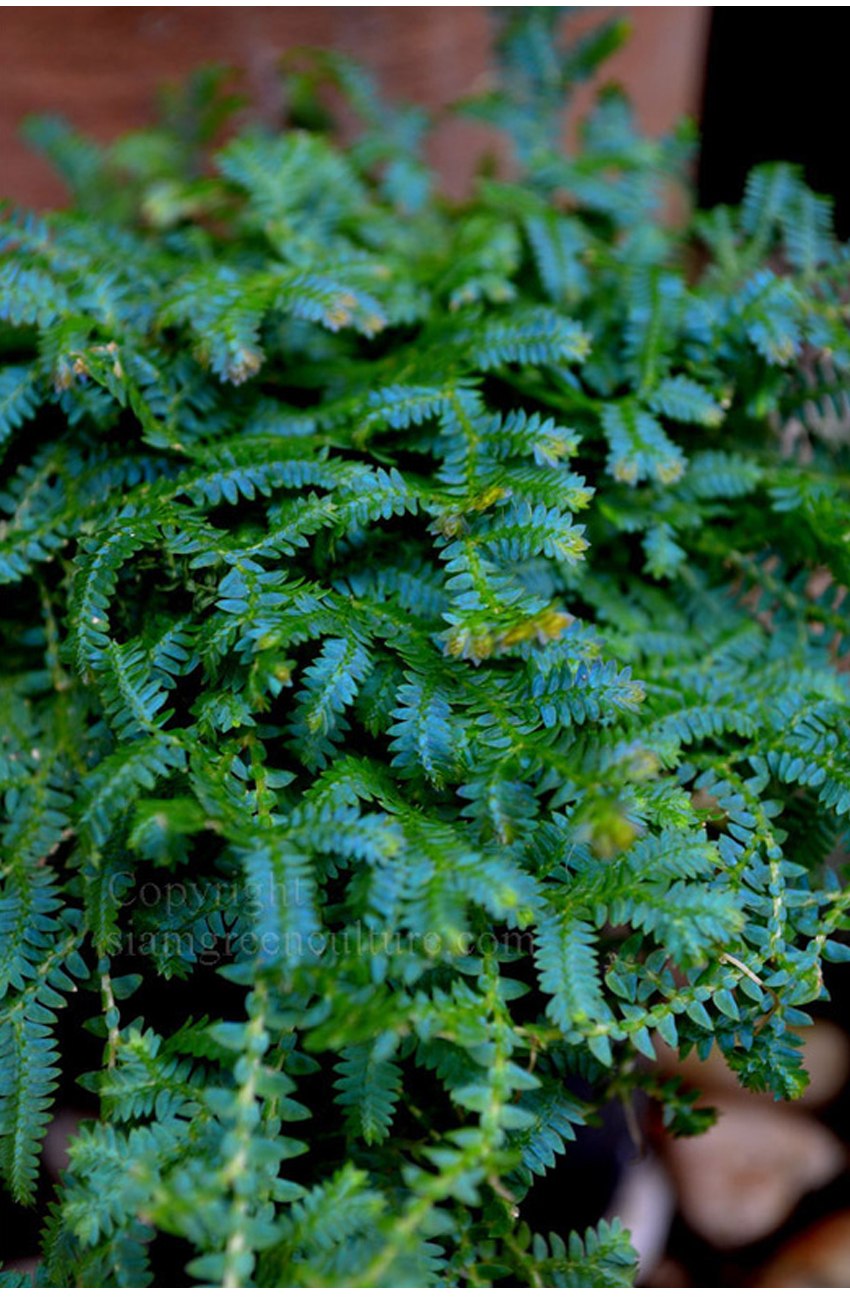 Селагинелла в природе