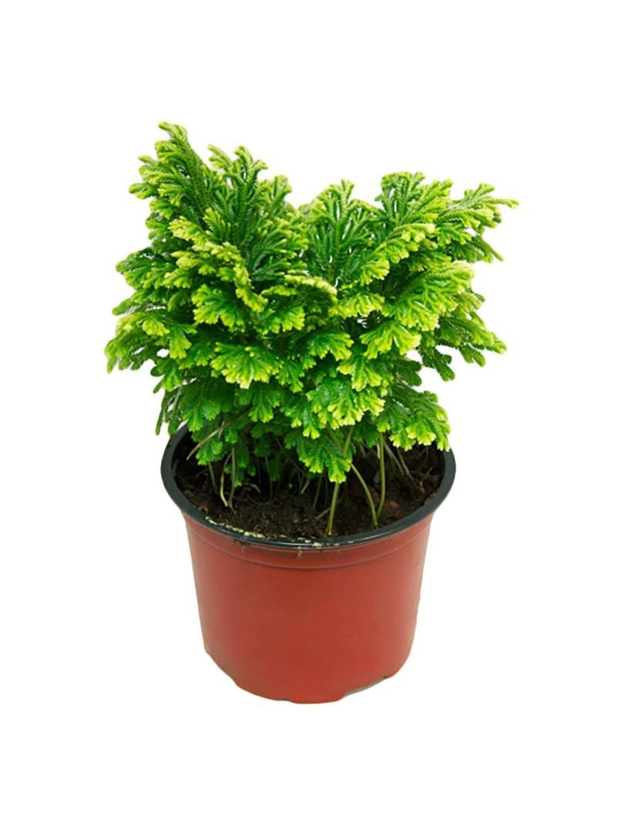 Селагинелла Сибирская