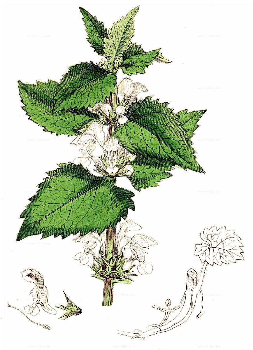 Цикл развития покрытосеменных растений схема