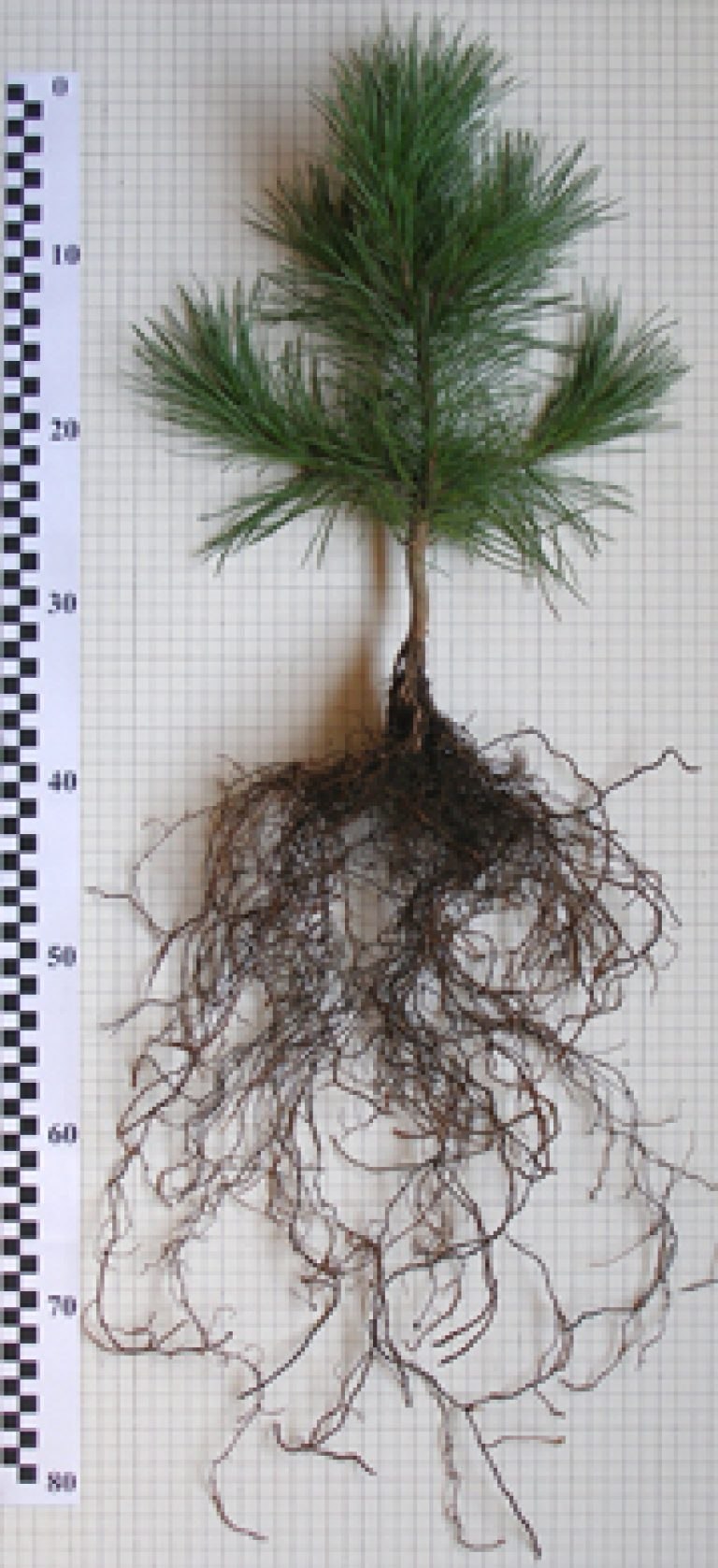 Черенкование кедра