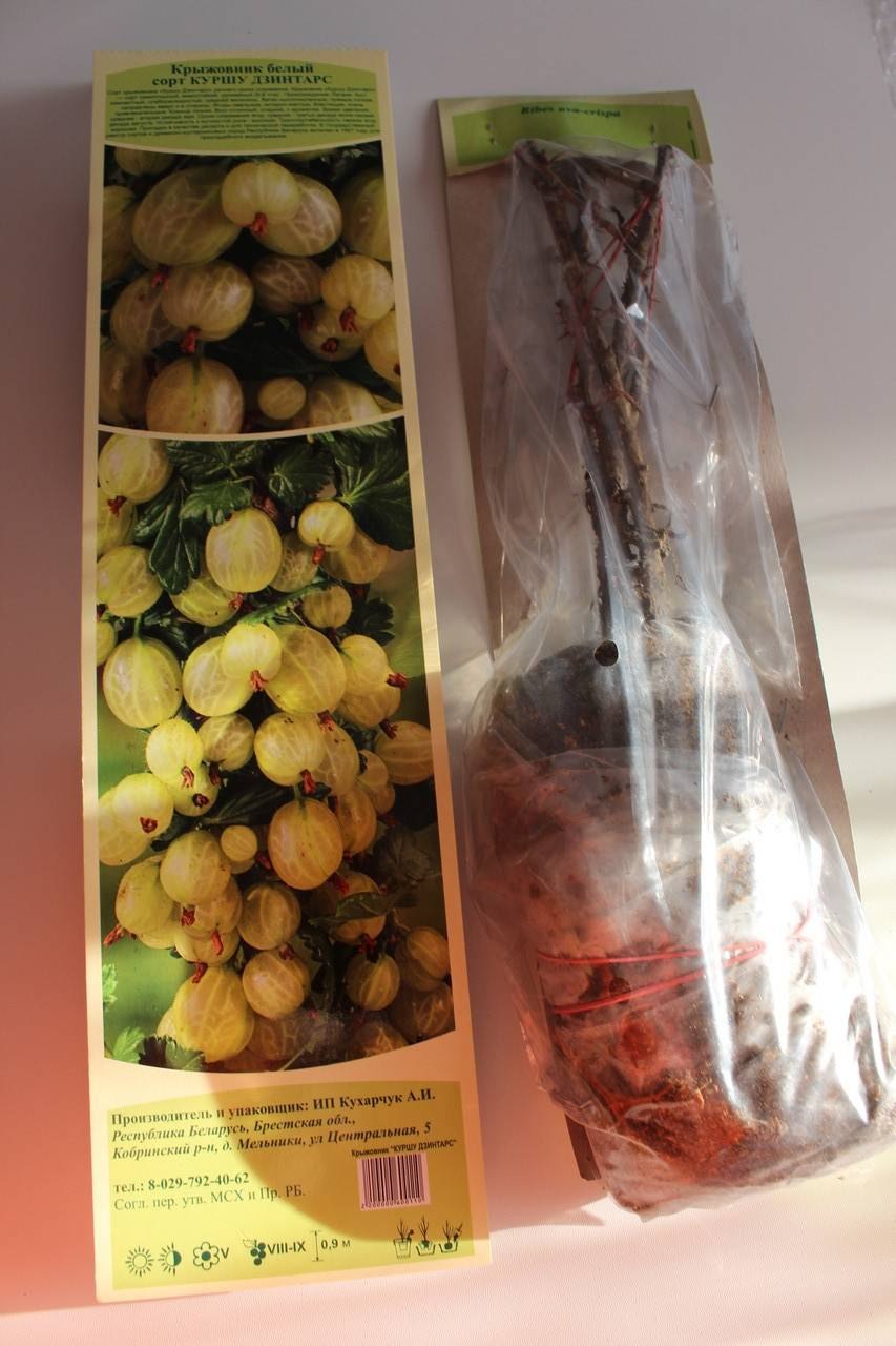 Крыжовник Северный Капитан