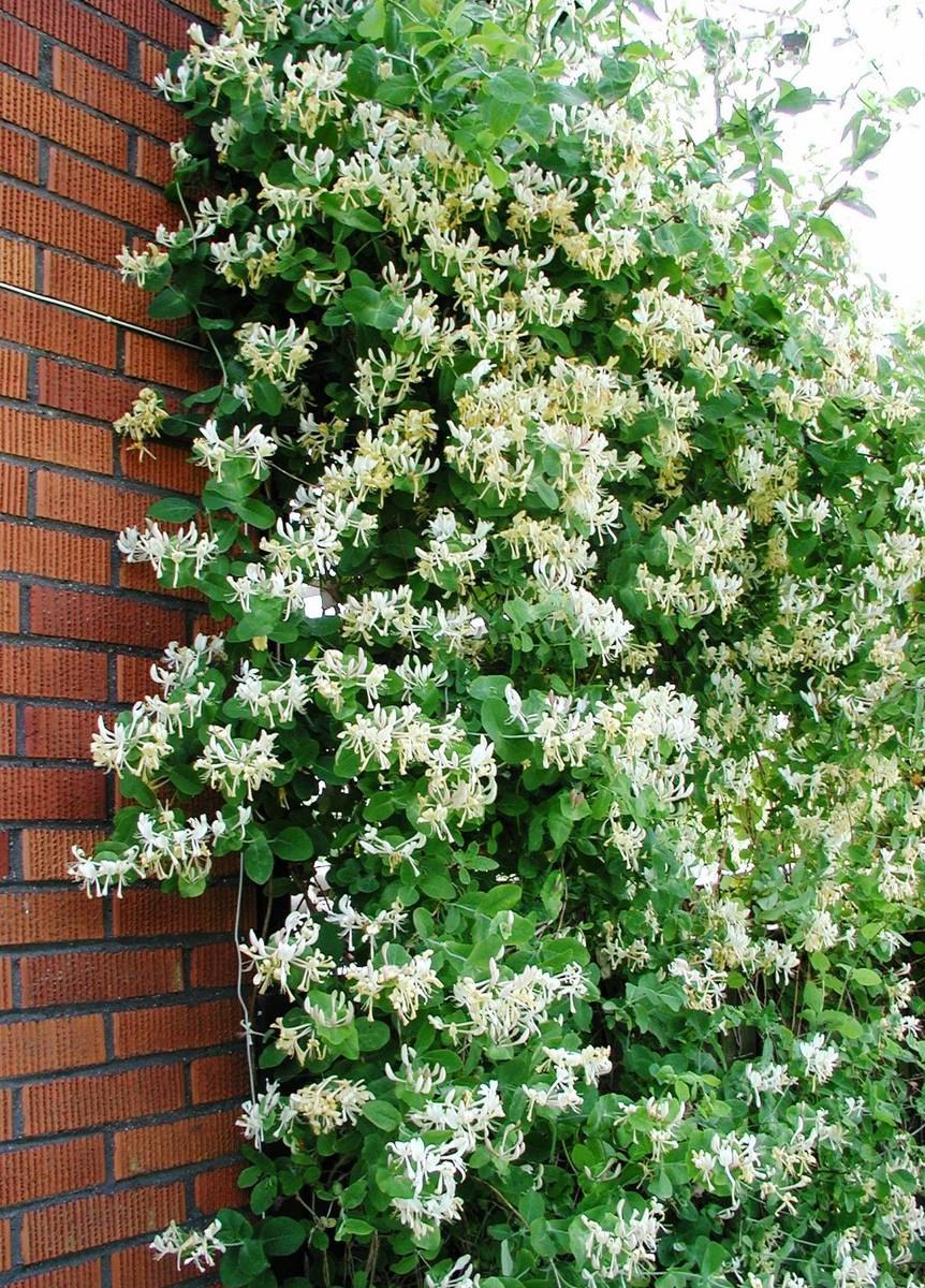 Каприфоль Лиана