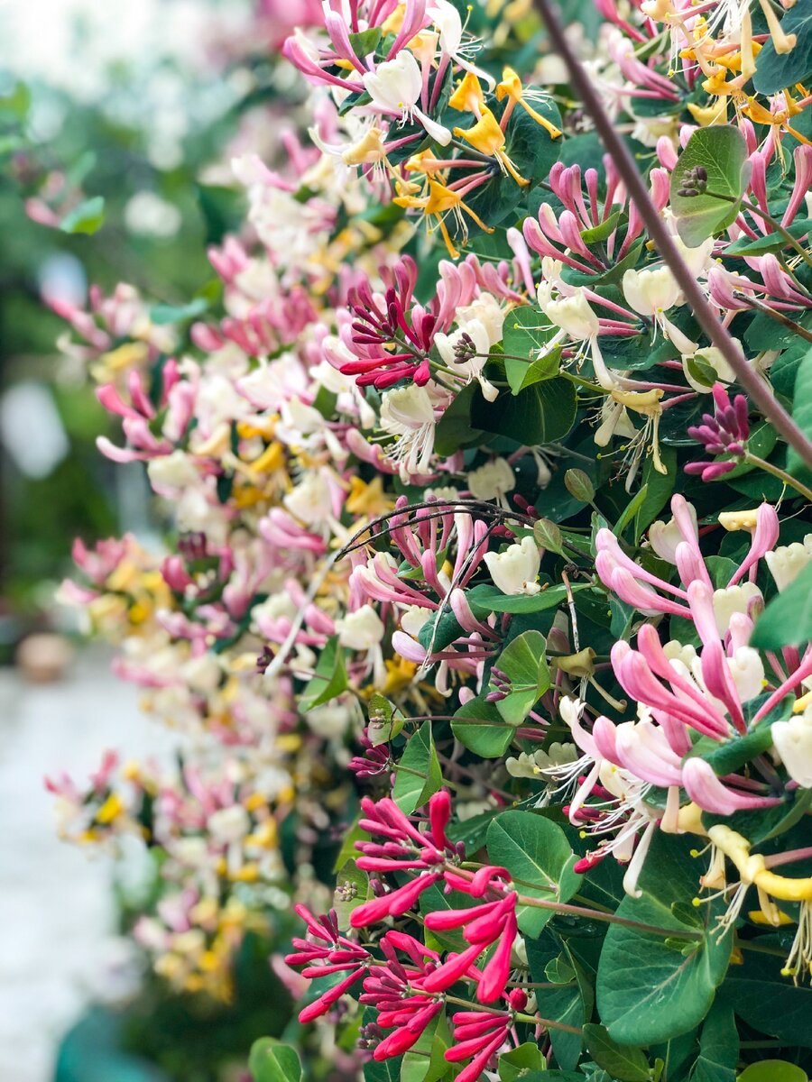 Декоративные растения жимолость