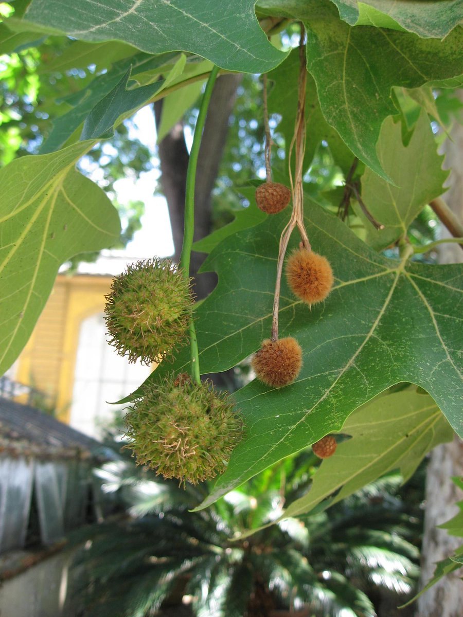 Платан клёнолистный