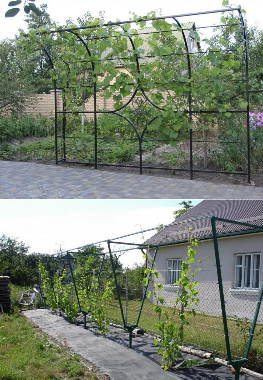 Актинидия на шпалере