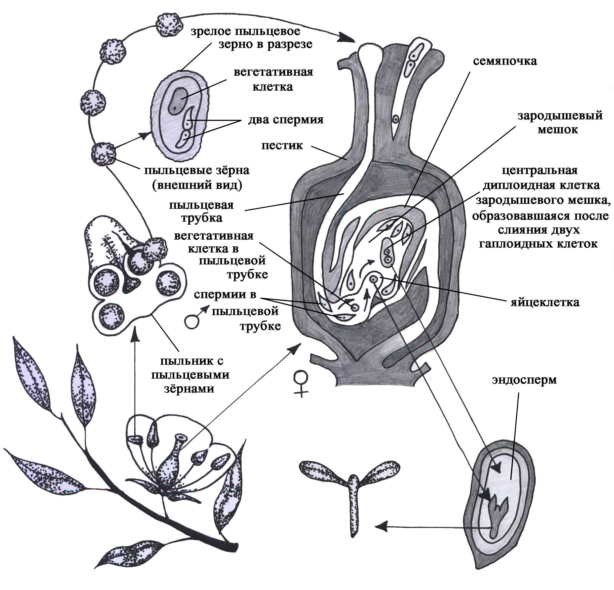 Рисунок генеративной клетки. Схема двойного оплодотворения у покрытосеменных растений. Схема двойного оплодотворения у цветковых растений. Процесс оплодотворения покрытосеменных растений. Процесс оплодотворения у цветковых растений схема.