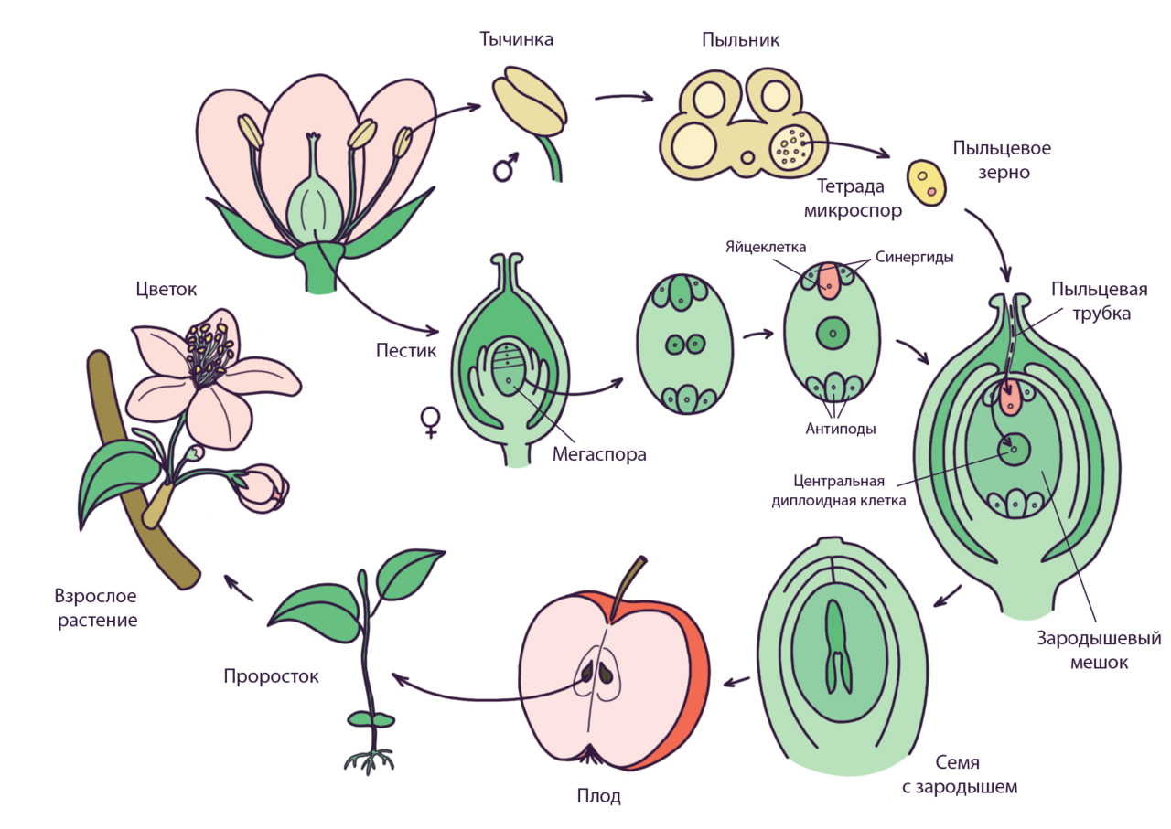 Биология тест половое размножение. Размножение покрытосеменных растений схема. Схема жизненного цикла цветковых растений 6 класс биология. Жизненный цикл цветкового растения схема. Цикл размножения покрытосеменных растений схема.
