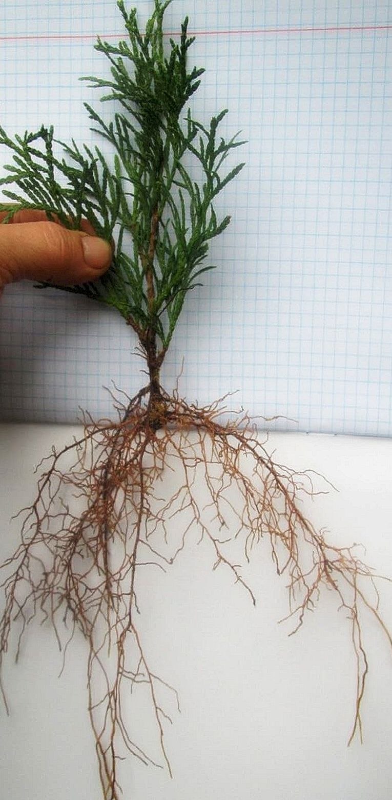 Размножение туи веточками весной