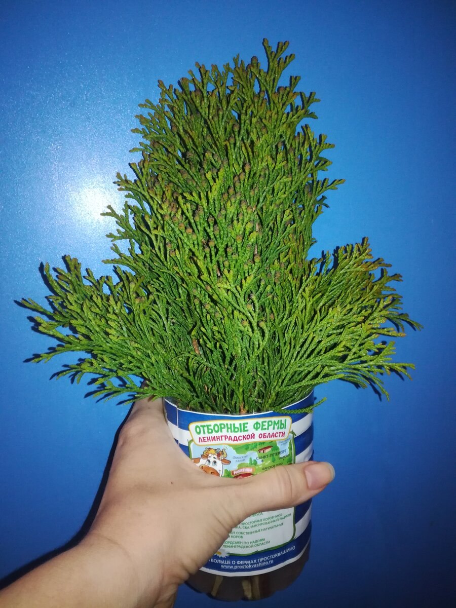 Черенки туи Смарагд