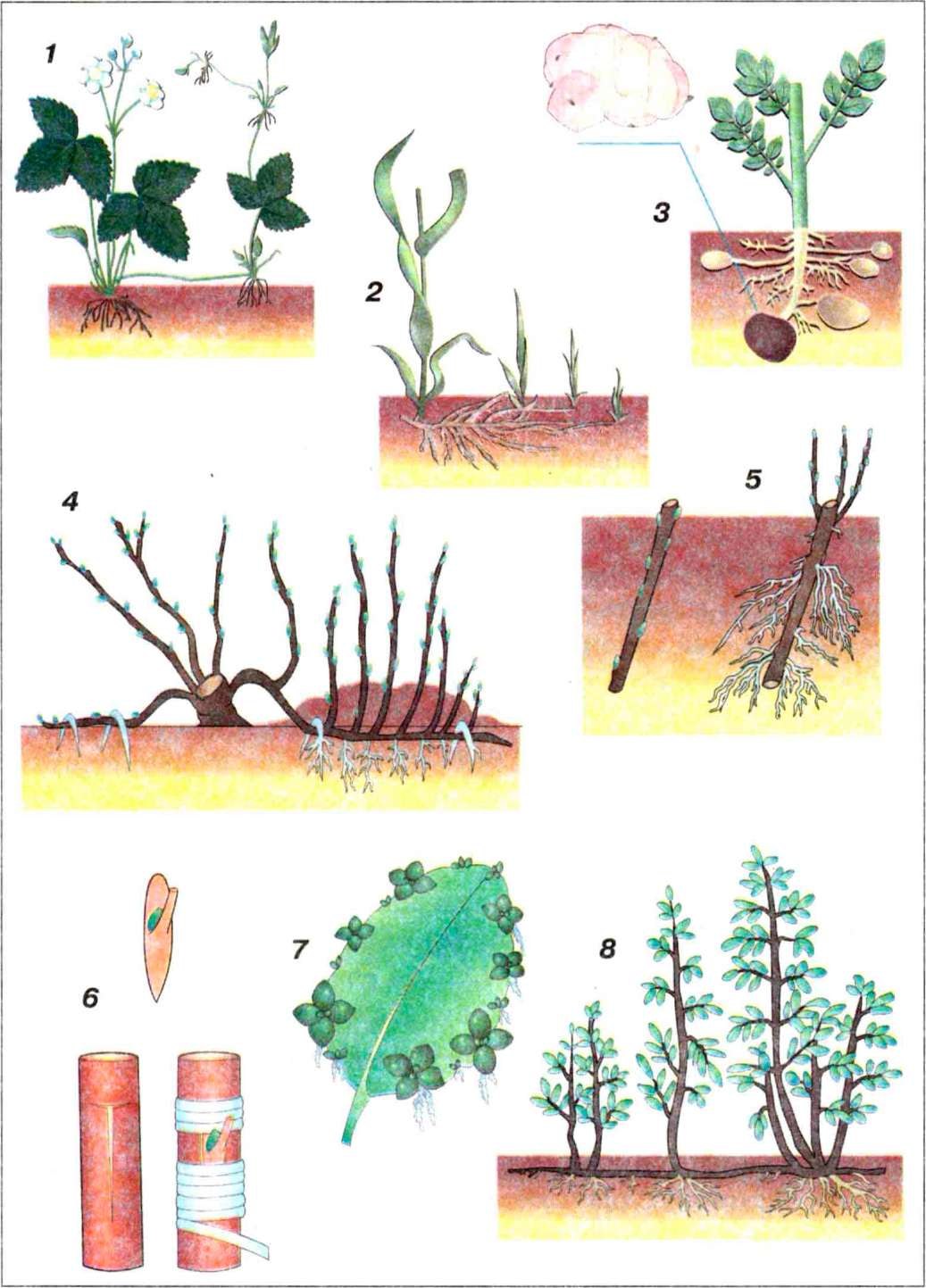Способ растений. Вегетативное размножение растений корневищами стеблевыми черенками. Размножение стеблевыми отпрысками. Вегетативное размножение черенками 6 класс. Вегетативно корневыми клубнями размножается -ются.