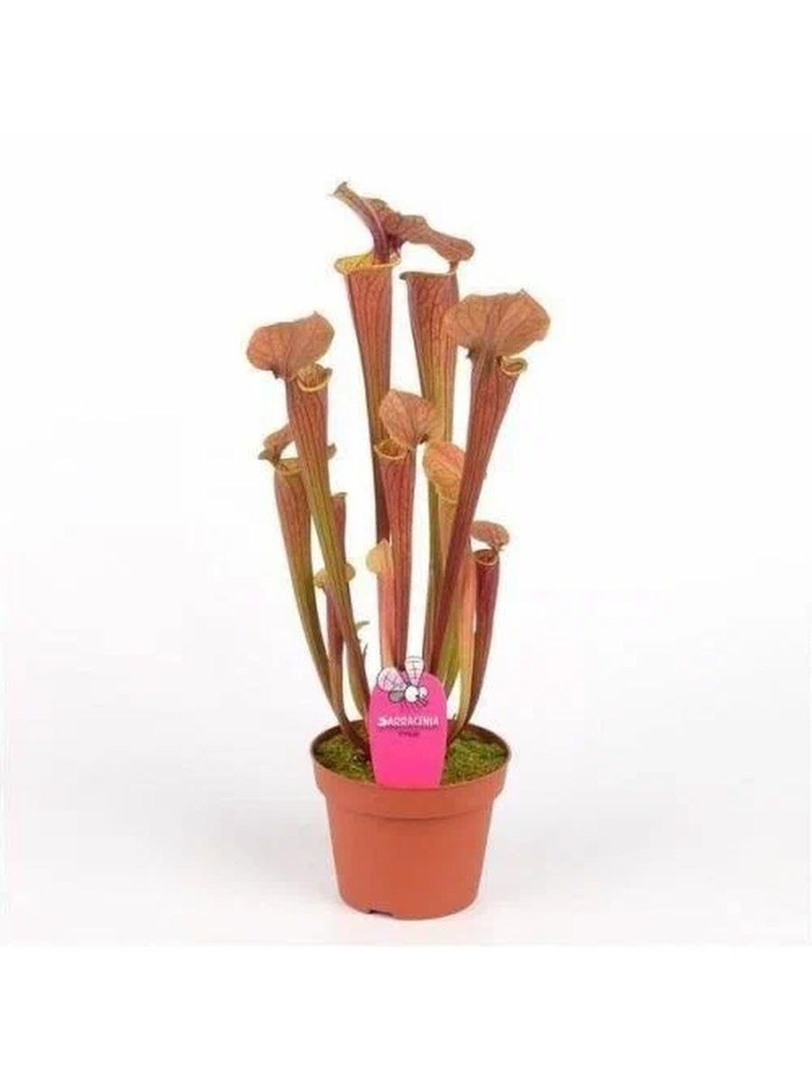 How to grow Pitcher Plants