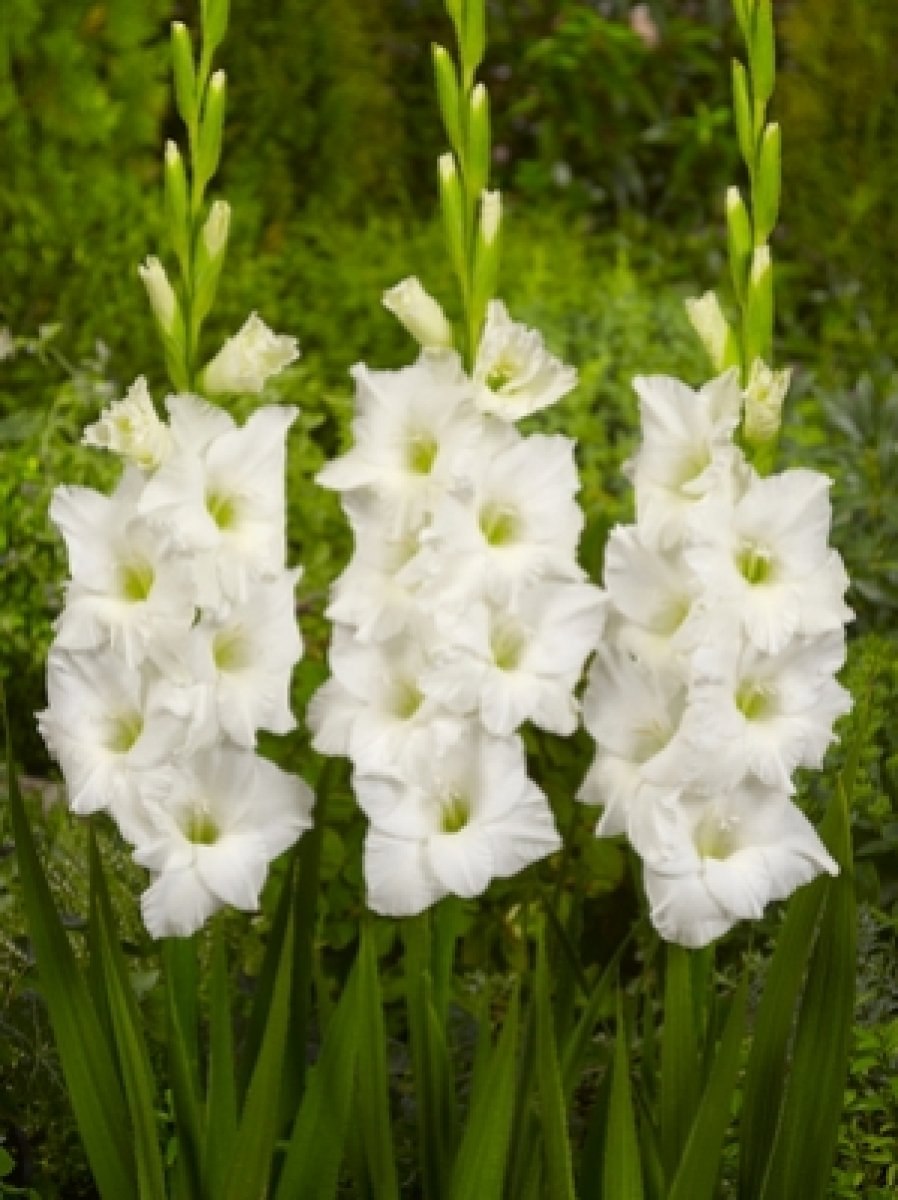 Гладиолус тонкий мыс