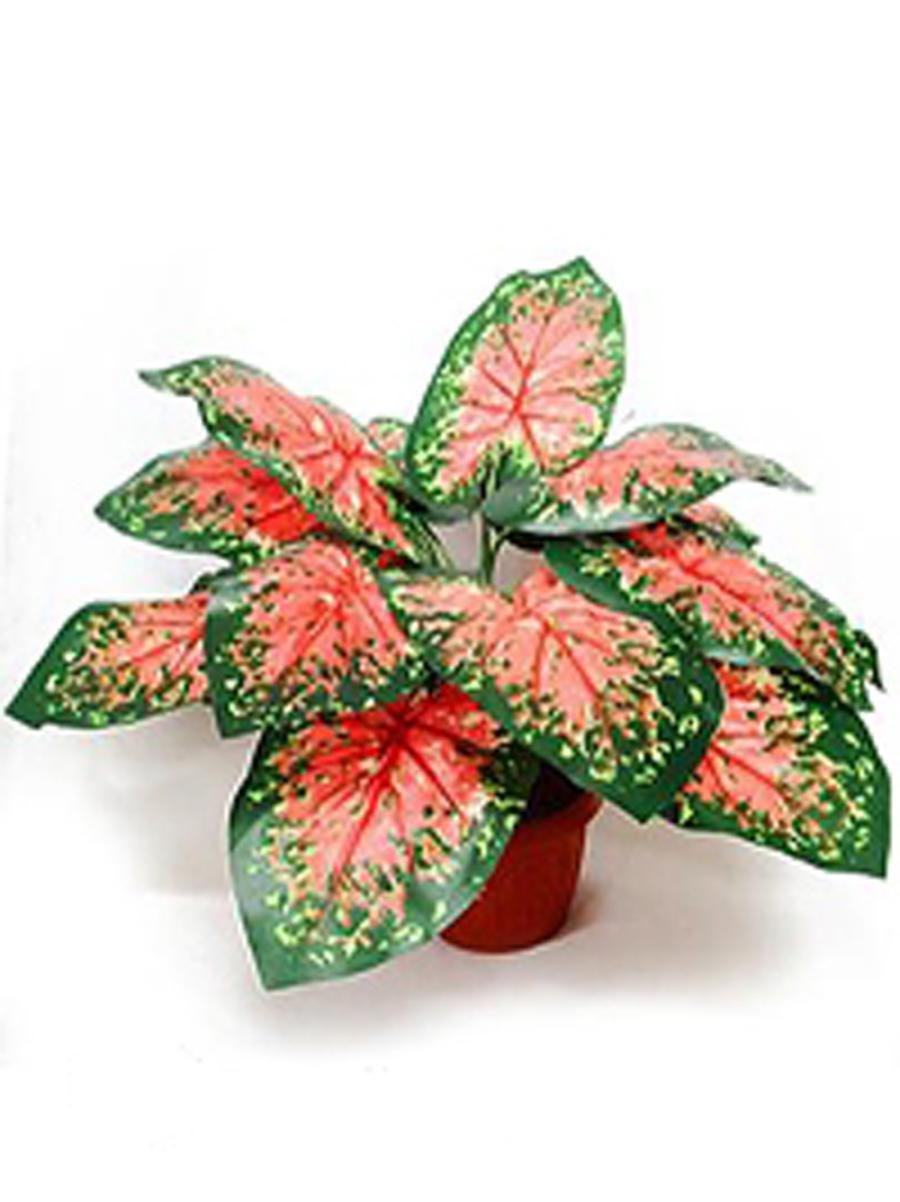 Каладиум Биркин