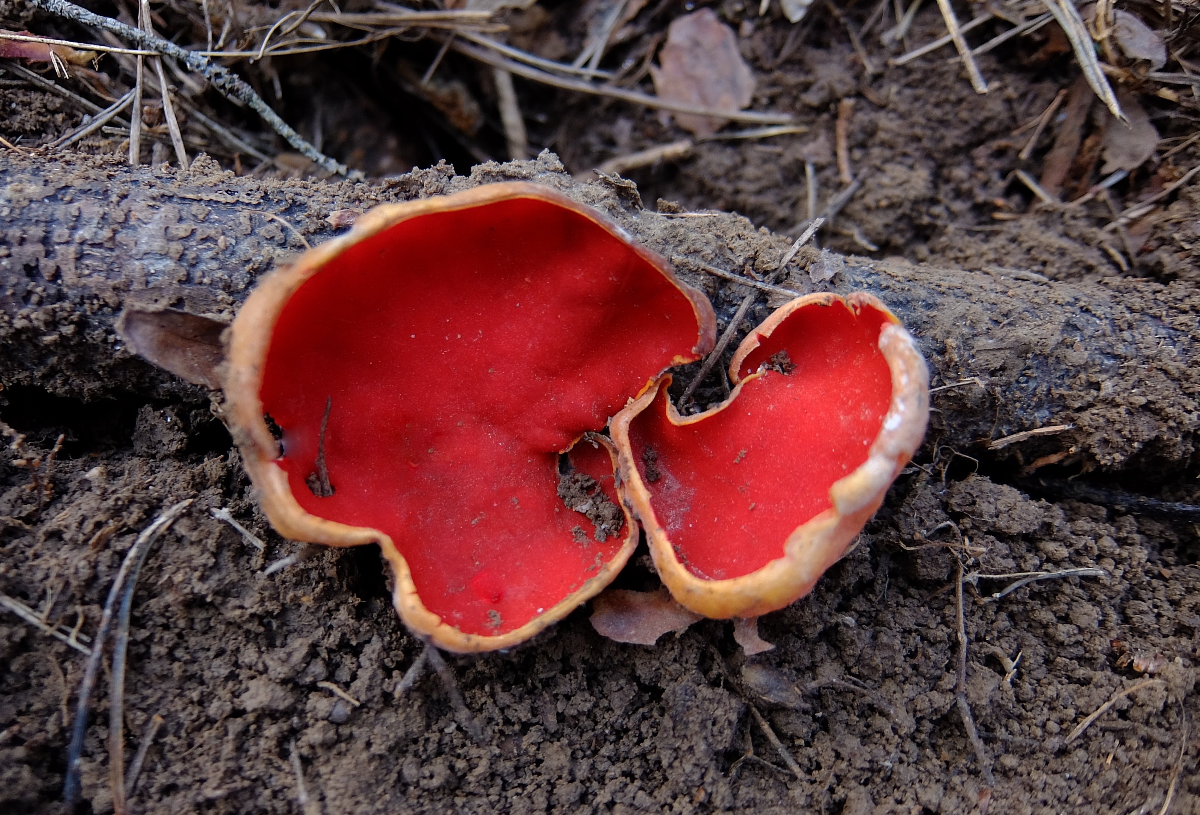 Весенние грибы красного цвета