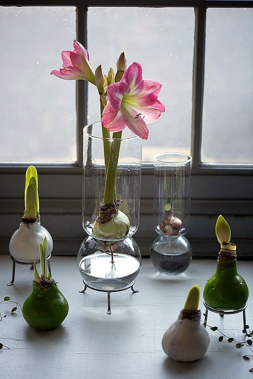 Суккулент Тилландсия