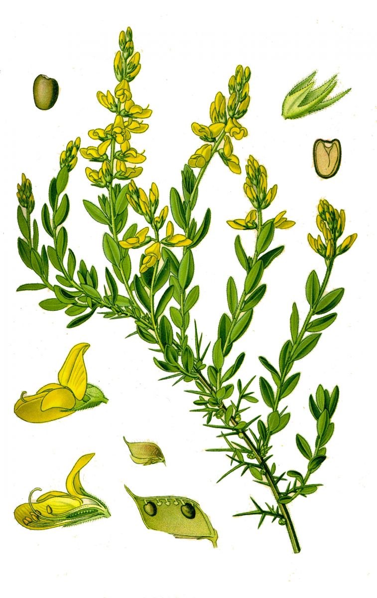 Дрок германский (Genista Germanica)