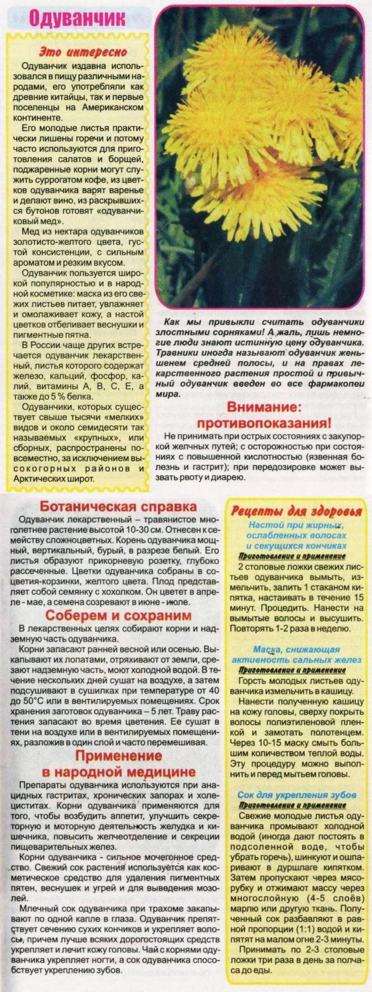 Одуванчик лекарственный урожайность