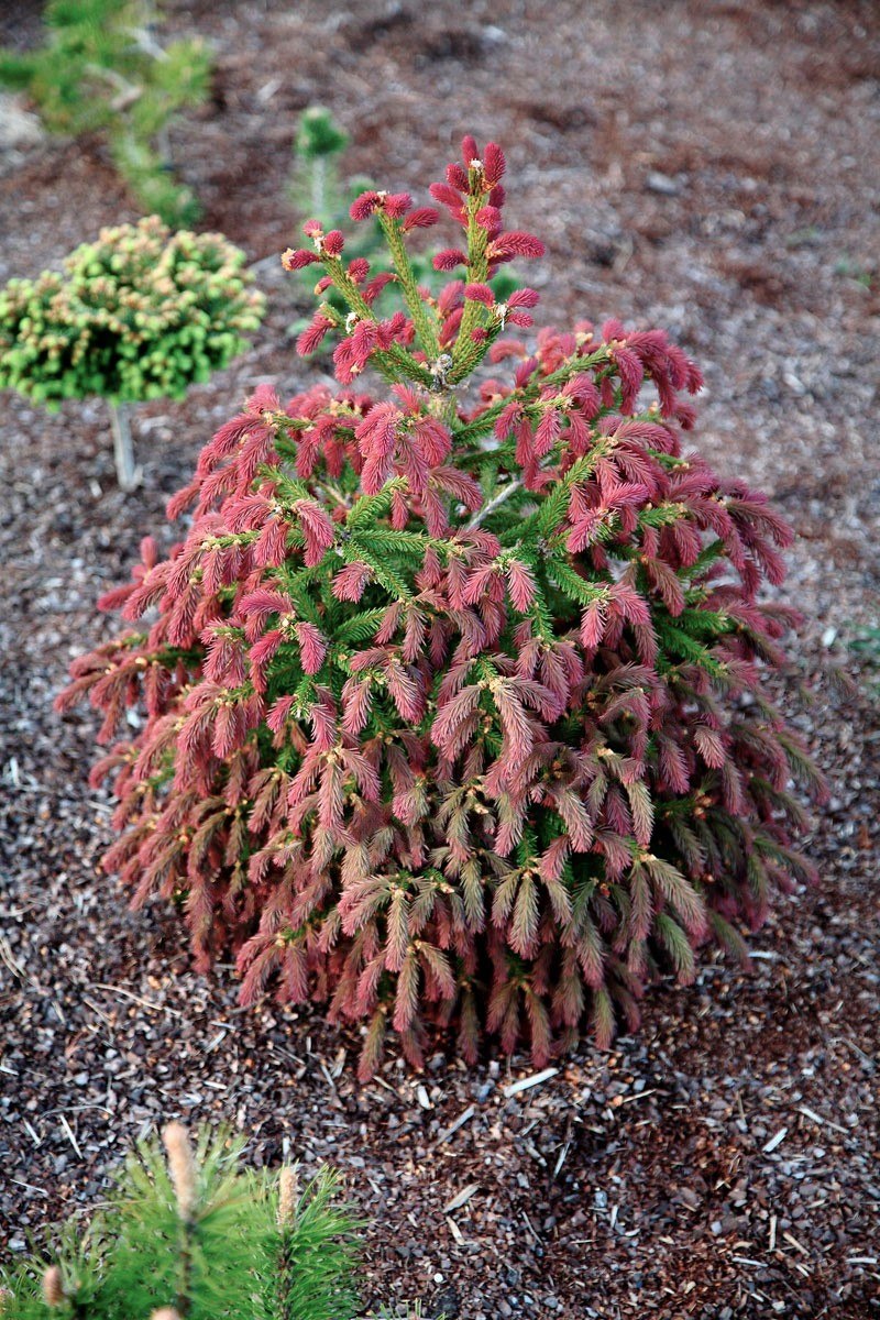 Миксбордер с голубой елью