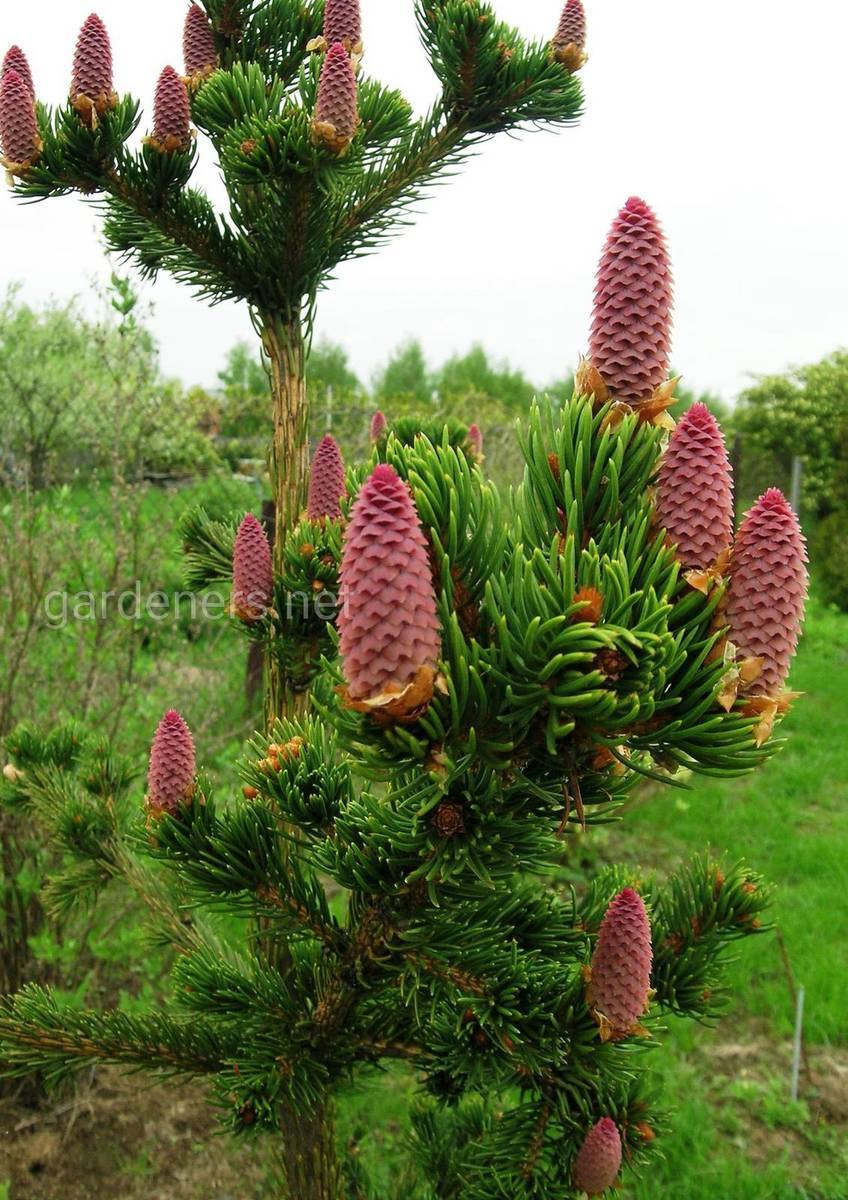 Ель описание дерева