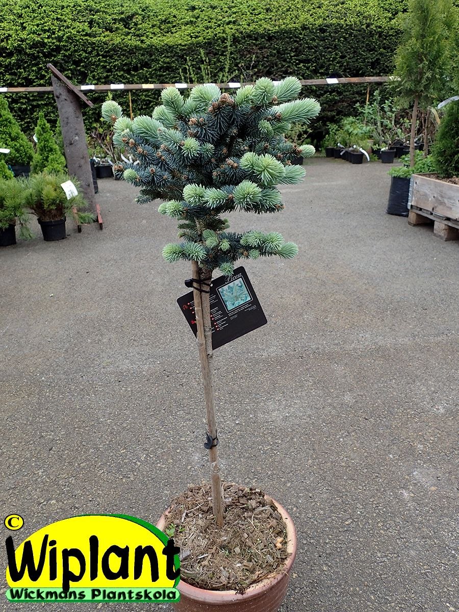 Ель обыкновенная Ридал (Picea Abies Rydal)