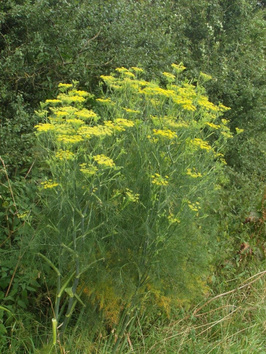 Фенхель обыкновенный