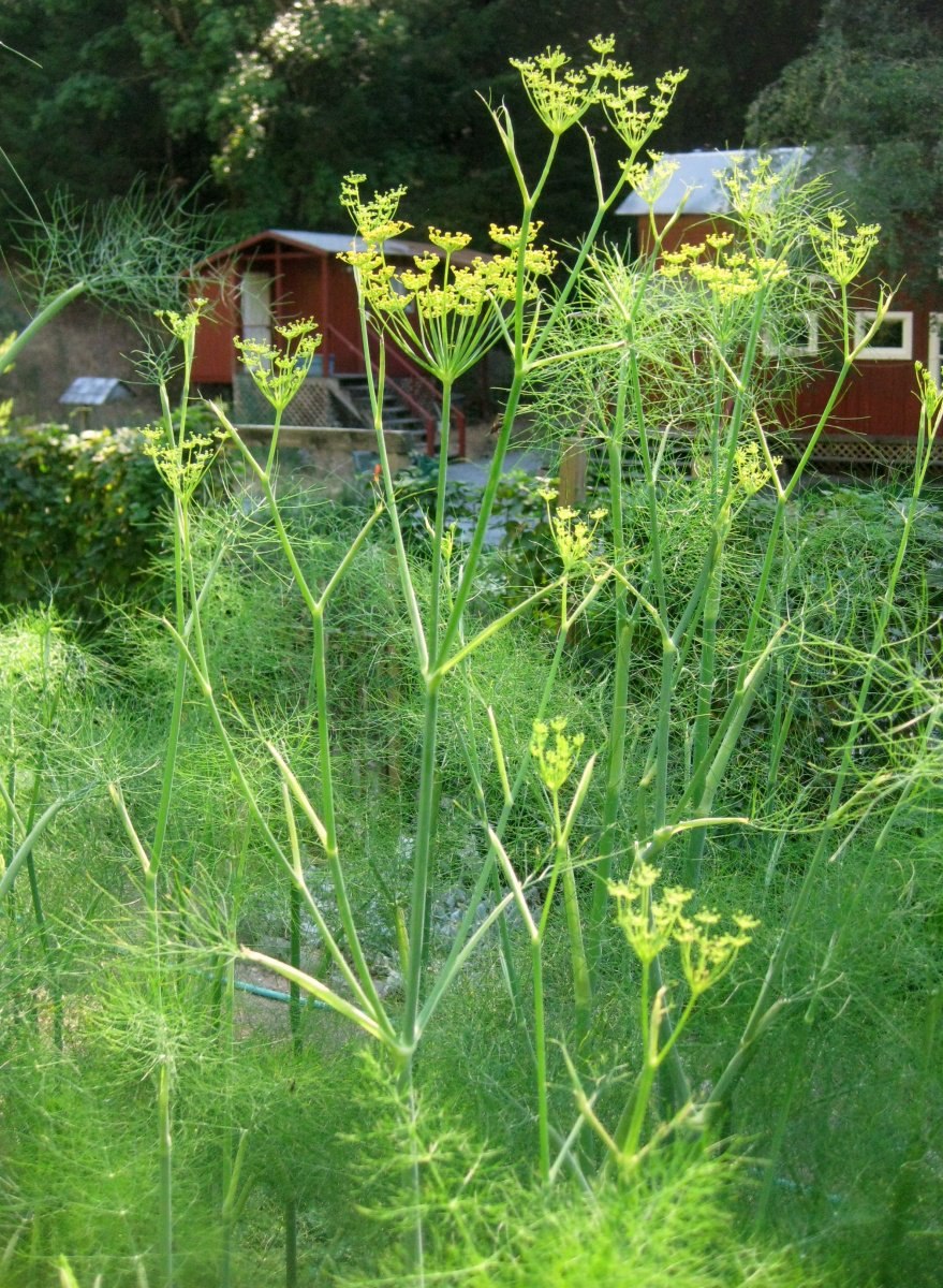 Фенхель зонтичные