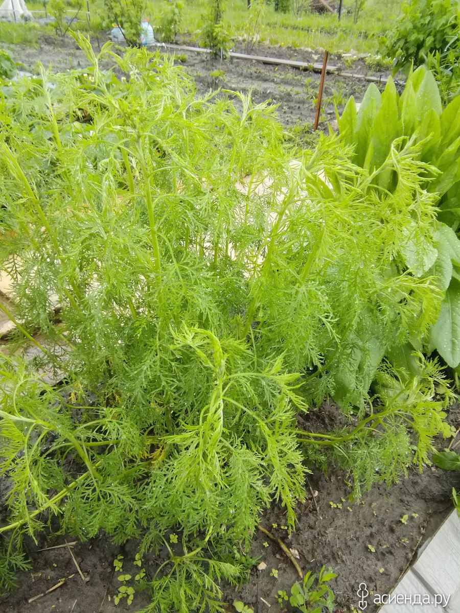 Сорная трава похожая на укроп