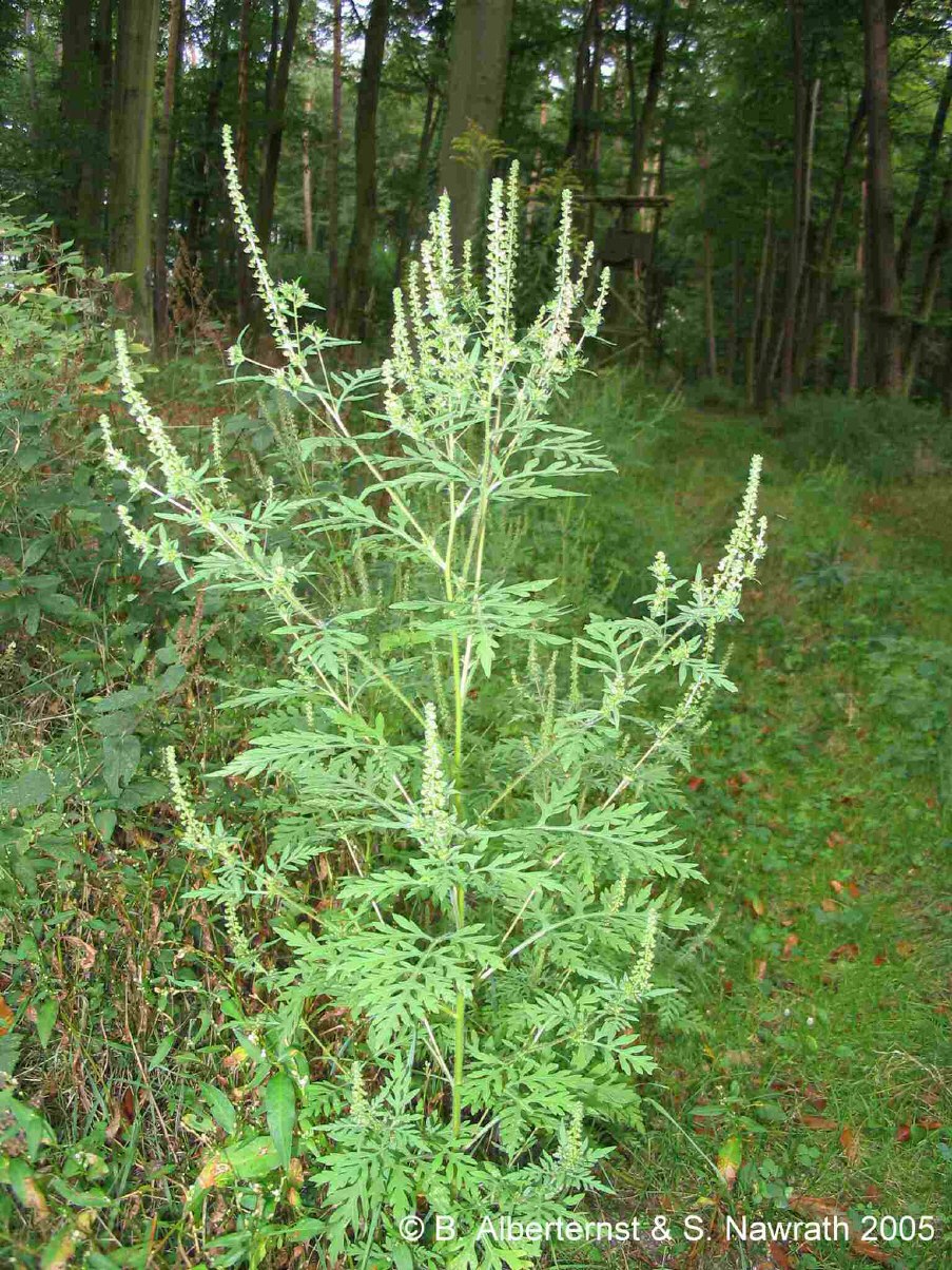 Амброзия трехраздельная