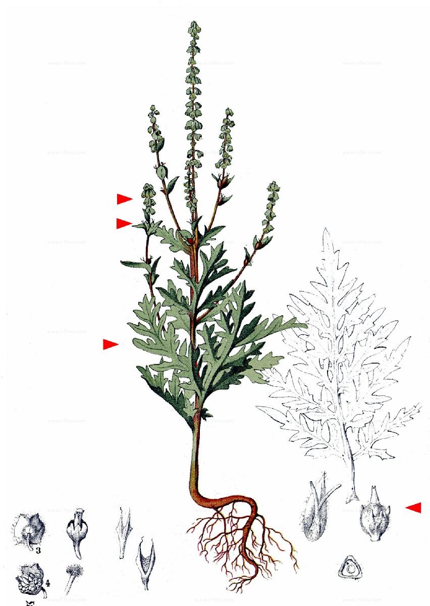 Амброзия золотарник