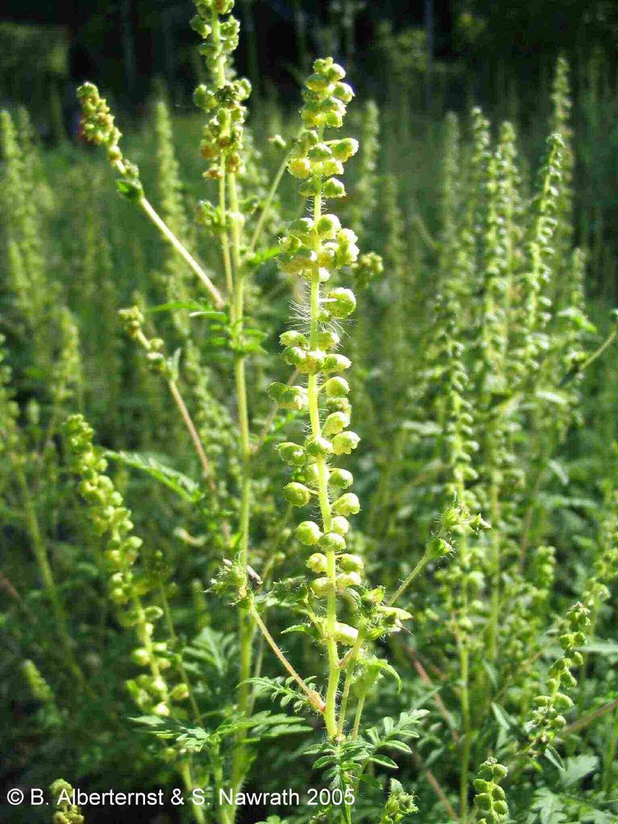 Амброзия полынолистна