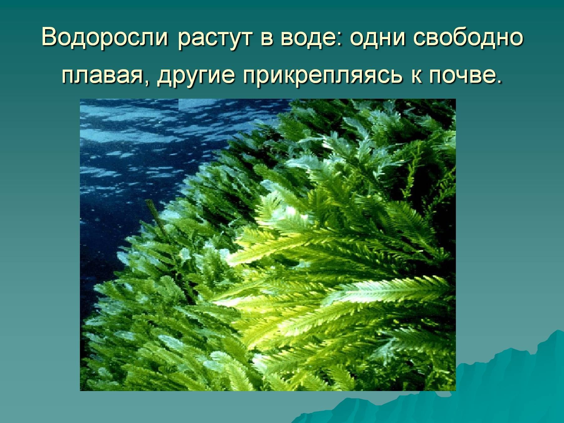 Бурые водоросли прикрепляются. Водоросли презентация. Презентация на тему водоросли. Водоросли слайд. Информация о водорослях.