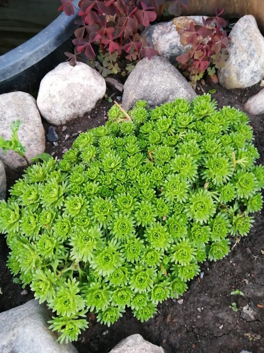 Золотарник солидаго