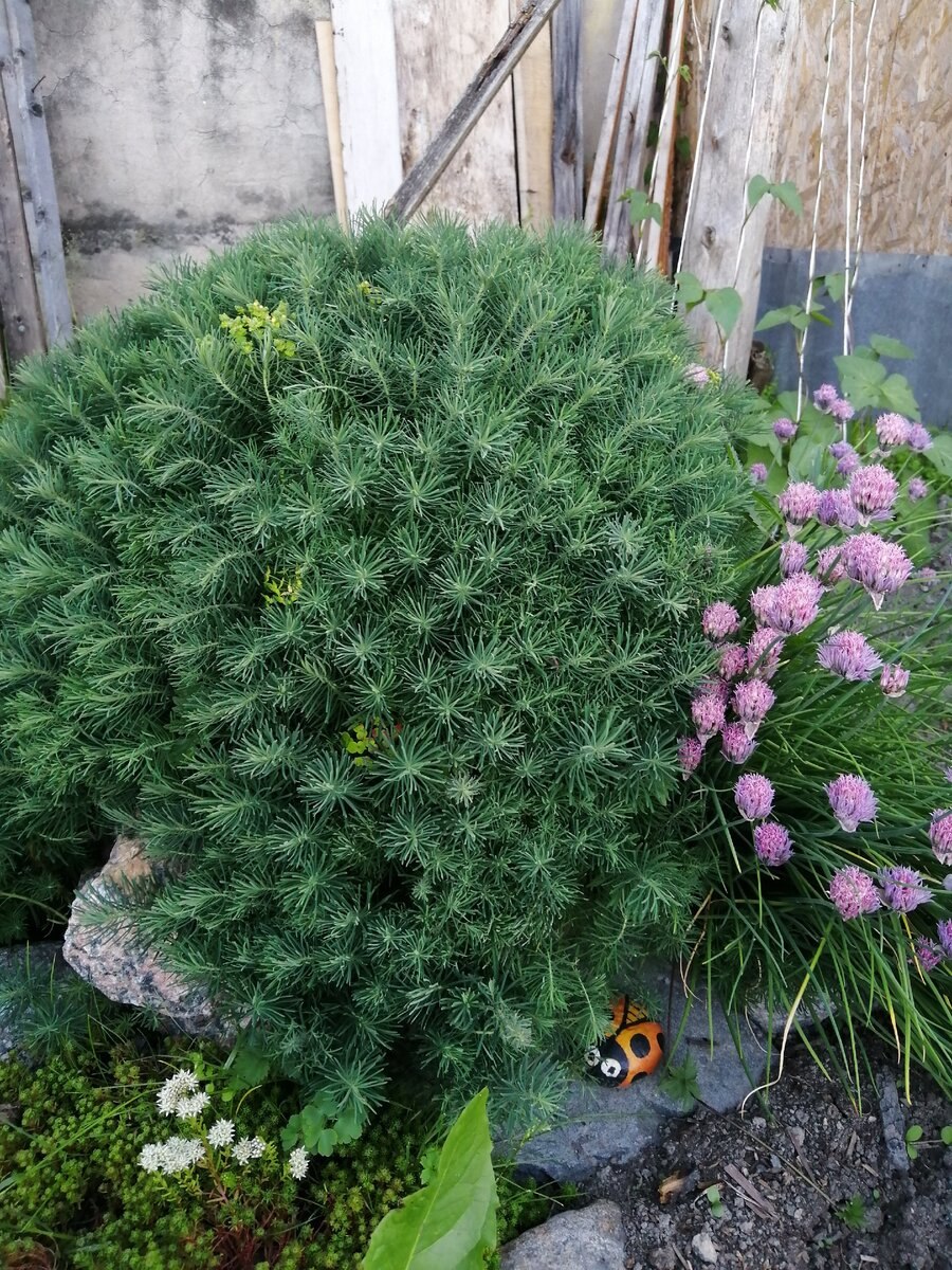 Цветок Флокс шиловидный